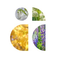 Axplora logo