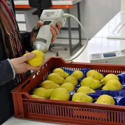 Focusing Innovation on Our Signature Product, the Pear, at AZ France with CTIFL Conservation Tests | Populer Platform