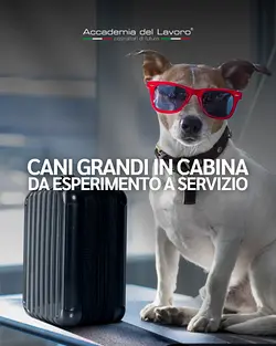 ITA Airways Introduces Large Pet-Friendly Service: Revolutionizing Air Travel and Operational Procedures | Populer Platform