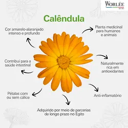 Discover the Versatility and Benefits of Calendula in Modern Applications | Populer Platform