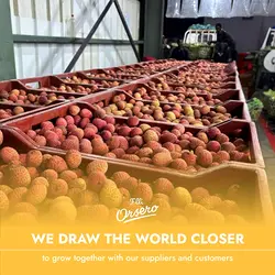 Partnering for Excellence: Our Role in Madagascar's Lychee Supply Chain | Populer Platform