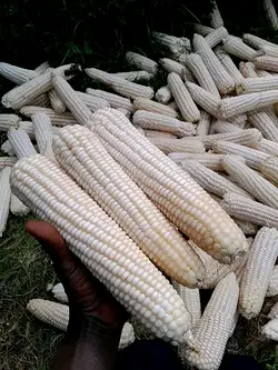 Achieving Optimal Harvests with Certified Seeds: Sammaz 51 Maize Success Story | Populer Platform