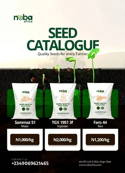 Boost Maize Yields in Nigeria: Proven Practices and NOBA Africa's Certified Seeds | Populer Platform