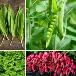 Embrace Seasonal Vegetables for Better Health This Spring | Populer Platform