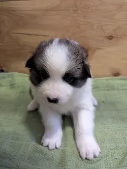 Discover Denali's Adorable New Puppies: A Front-Row Seat to the Next Generation of Sled Dogs | Populer Platform