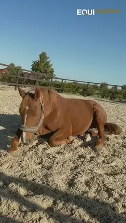 The Importance of Turnout for Pregnant Mares at Equiception | Populer Platform
