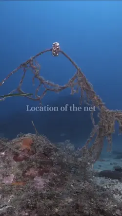 Protecting and Restoring Posidonia Oceanica: A Collaborative Marine Ecosystem Initiative | Populer Platform