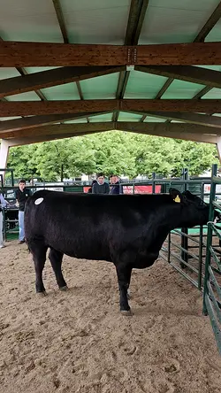 Helena Cavaco at Expopec26: VII Ibero-American Aberdeen-Angus Contest | Populer Platform