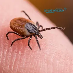 New Vaccine Shows Promise in Lyme Disease Prevention: Breakthrough Development | Populer Platform