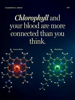 Unlocking the Oxygen Benefits of Chlorophyll: What Science Says | Populer Platform
