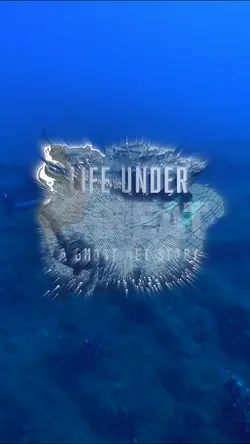 Underwater Tragedy to Triumph: Ghost Nets and Marine Conservation Efforts | Populer Platform
