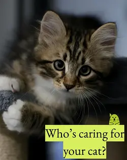 Professional Cat Care: Beyond Just a Friendly Face | Populer Platform