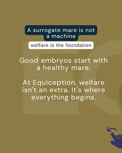 Equiception's Commitment to Mare Welfare for Healthy Pregnancy | Populer Platform
