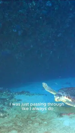 Join the Fight to Remove Deadly Ghost Nets from the Mediterranean Sea | Populer Platform
