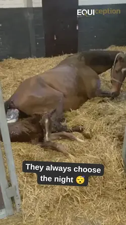 Why Foals Prefer to Arrive at Night: A Seasonal Insight | Populer Platform