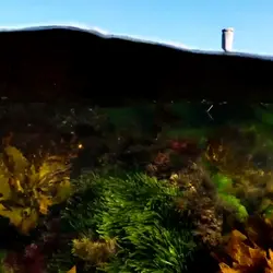 Deakin's Marine Biobank: Preserving Endangered Species for Future Restoration | Populer Platform