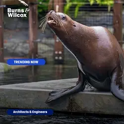 Denver Zoo Sea Lion Habitat Lawsuit Highlights Design Failures | Populer Platform