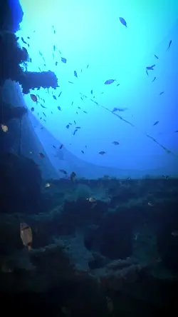 The Devastating Impact of Ghost Nets on Marine Biodiversity | Populer Platform