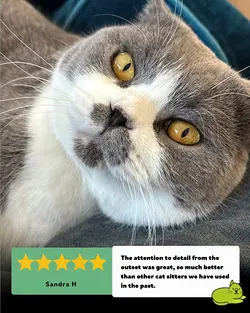 Achieve Cat-Centred Care Excellence: Become a Cat Butler Today | Populer Platform