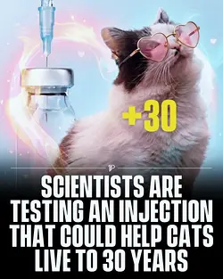 Revolutionary Cat Treatment Could Double Lifespan by 2027, Transforming Pet Industries | Populer Platform
