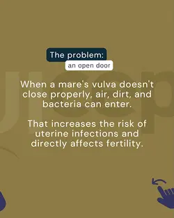 The Importance of Caslicks for Mares: Preventing Infections and Enhancing Fertility | Populer Platform