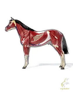 Understanding Cooling Techniques for Post-Exercise Horse Recovery | Populer Platform