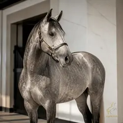 Beyond the Surface: Unveiling Hidden Dirt in Horse Grooming | Populer Platform