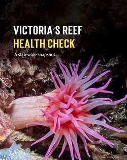 2024 Marine and Coastal Environment Report Released: Great Southern Reef Insights | Populer Platform
