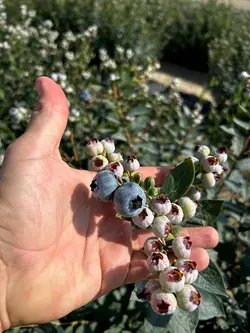 From Field to Shelf: The Journey of Avocados and Blueberries in Peru | Populer Platform