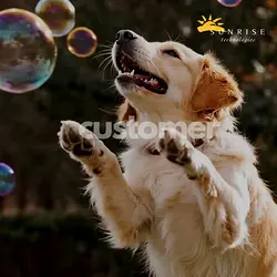How Pet Supplies Plus Streamlined Operations with Microsoft Dynamics 365 | Populer Platform