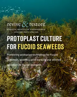 Philanthropy-Backed Fund Invests in Kelp Resilience to Combat Climate Change | Populer Platform