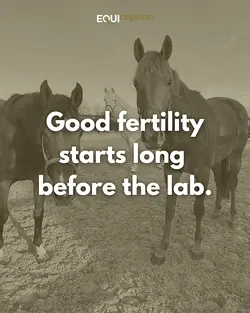 Equiception Mare Welfare: Foundation for Successful Fertility and Breeding | Populer Platform