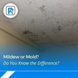 Understanding the Difference Between Mildew and Mold for Effective Cleaning | Populer Platform