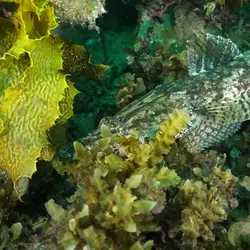 Green Adelaide's Rocky Reef Report: 18 Years of Reef Biodiversity Data | Populer Platform