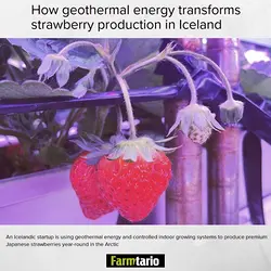 Icelandic Startup Redefines Food Production with Geothermal Energy | Populer Platform