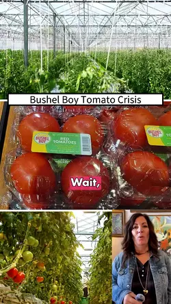 Bushel Boy Tomatoes: Minnesota's Local Grocery Icon Vanishes | Populer Platform