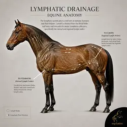 Why Direction Matters: The Science Behind Effective Horse Grooming | Populer Platform