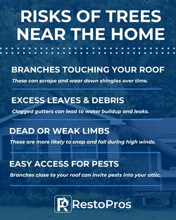 Prevent Storm Damage: Essential Tree Maintenance Tips for Home Safety | Populer Platform