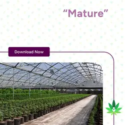 Understanding the Maturity of Cannabis Businesses: Systems for Sustainable Growth | Populer Platform