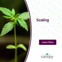 Building Scalable Infrastructure for Cannabis Business Growth | Populer Platform