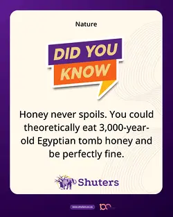 Ancient Honey Discovery: Safe to Eat for Thousands of Years | Populer Platform