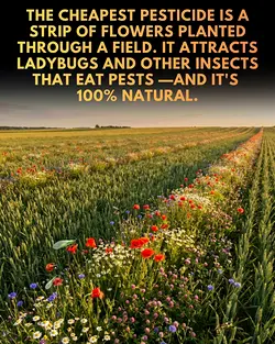 Discover Farmscaping: A Natural Pest Control Strategy for Sustainable Farming | Populer Platform